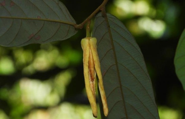 Lalisa Manoban Blackpink Bunga Lalisa Plant
