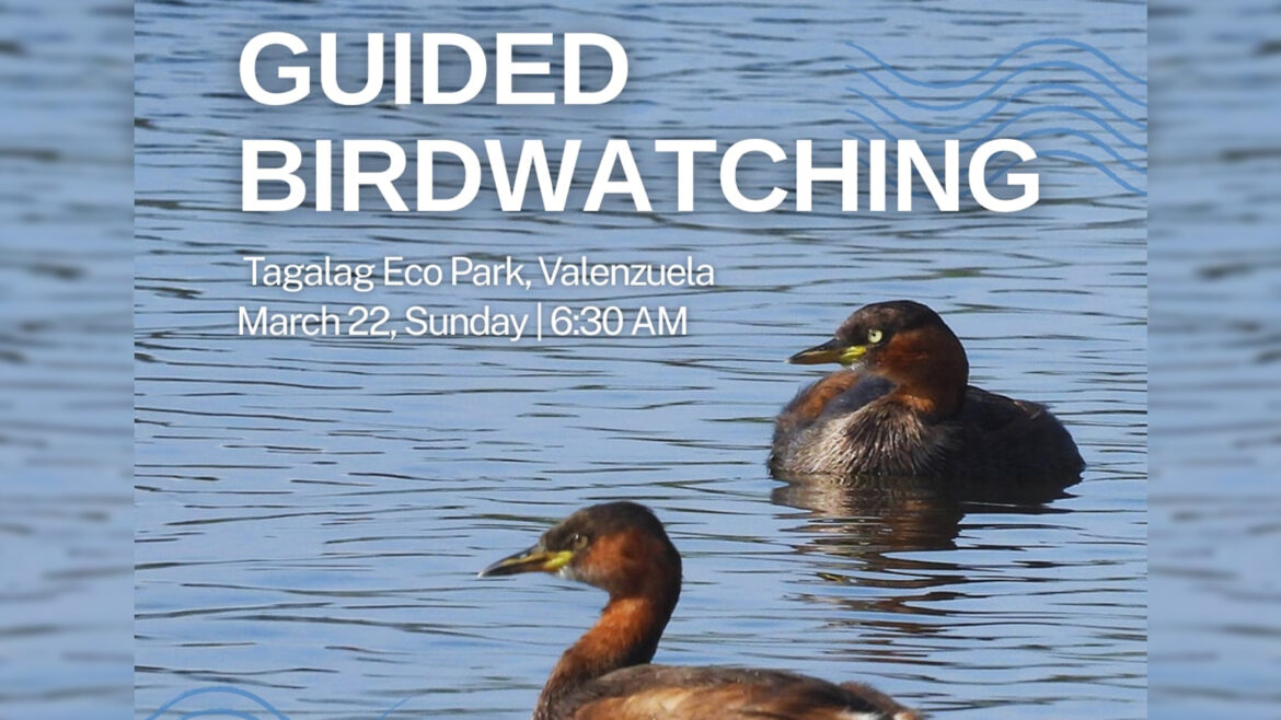 Discover Local Avian Wildlife at Tagalag Eco Park