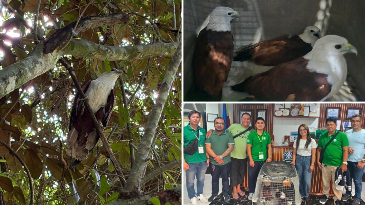 Wings of Hope: Three Brahminy Kites Find Their Way Back to the Wild in Baliwag | Photos from DENR Central Luzon